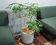 23 東京都 オフィス 自然樹形 観葉植物 室内 レンタル hitotoki 事例