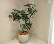 23 新宿 室内 シェフレラ 陶器鉢 細葉 種類 観葉植物 hitotoki 事例