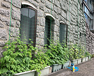 23 港区 壁面 壁面緑化 ゴーヤ アサガオ 緑のカーテン futatoki 事例