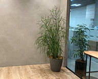 23 港区 オフィス 観葉植物 レンタル メンテナンス hitotoki 事例