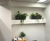 23 大阪市内 オフィス 観葉植物 受付 オフィスグリーン レンタル hitotoki 事例