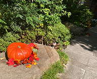 23 港区 エントランス ハロウィン 秋装飾 かぼちゃ SEASONS 事例