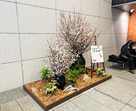 25 山形市 エントランス 啓翁桜 桜 装飾 SEASONS 事例