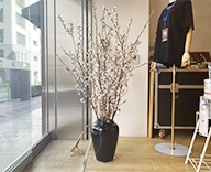 25 八丁堀 オフィス 桜 壺活け 春装飾 SEASONS 事例
