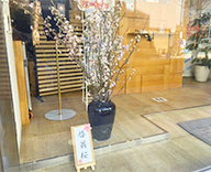 25 八丁堀 オフィス 桜 壺活け 春装飾 SEASONS 事例