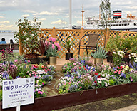 25 山下公園 花壇 花とみどりのスプリングフェア ビューティカル ラナンキュラスラックス futatoki 事例