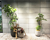 25 中央区 エントランス 観葉植物レンタル 観葉レンタル ディスプレイ hitotoki 事例