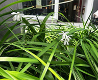 25 銀座中央通り 花壇 お花 デザイナー 初夏 futatoki 事例