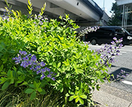 25 銀座中央通り 花壇 お花 デザイナー 初夏 futatoki 事例