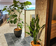 25 川崎市 オフィス ショールーム 観葉植物 オリジナルデザイン hitotoki 事例