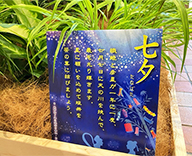 25 京橋 エントランス 七夕 装飾 レンタル SEASONS 事例