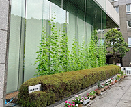 25 港区 壁面 緑のカーテン ゴーヤ アサガオ futatoki 事例
