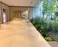 25 東京 エントランス オフィス装飾 観葉植物 植栽工事 SEASONS 事例