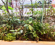25 東京 エントランス オフィス装飾 観葉植物 植栽工事 SEASONS 事例