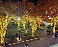 25 新浦安 千葉 イルミネーション クリスマス 装飾 SEASONS 事例