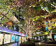 25 数寄屋橋公園 樹木 イルミネーション illumination 点灯 SEASONS 事例
