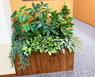 25 都内 オフィス グリーン 造花 装飾 SEASONS 事例