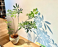 25 福岡 住宅展示場 大野城市 インテリア 観葉レンタル hitotoki 事例