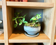 25 福岡 住宅展示場 大野城市 インテリア 観葉レンタル hitotoki 事例