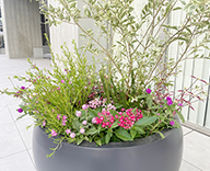 25 北参道 エントランス 草花 秋 ピンク hitotoki 事例