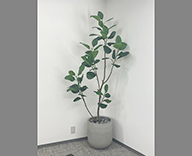 25 高輪 1 造木 フェイク 造花 SEASONS 事例