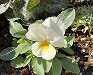 26 高輪 花壇 パンジー よく咲くスミレ アップルソーダ futatoki 事例