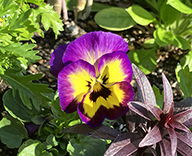 26 高輪 花壇 パンジー よく咲くスミレ アップルソーダ futatoki 事例