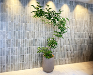 26 福岡 住宅展示場 観葉レンタル インテリア 観葉植物 hitotoki 事例