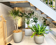 26 福岡 住宅展示場 観葉レンタル インテリア 観葉植物 hitotoki 事例