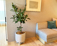 26 福岡 住宅展示場 観葉レンタル インテリア 観葉植物 hitotoki 事例