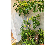26 宮崎 ショールーム 観葉植物 観葉レンタル インテリア SEASONS 事例