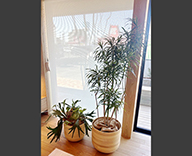 26 茨城県 住宅展示場 観葉レンタル 観葉植物 インテリア hitotoki 事例