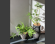 26 箕面 住宅展示場 観葉植物 観葉レンタル インテリア hitotoki 事例