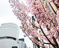 26 銀座 屋外 桜 造花 本物 SEASONS 事例