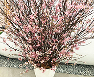 26 六本木 オフィス 桜 さくら サクラ SEASONS 事例