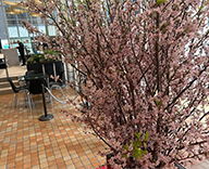 26 京橋 エントランス 日本橋 桜 春装飾 SEASONS 事例
