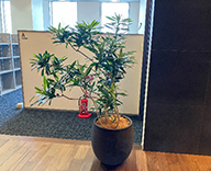 26 大阪 住宅メーカー 観葉植物 インテリア レンタル hitotoki 事例