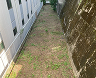 26 文京 マンション 植栽管理 除草 高木 futatoki 事例