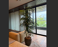 26 熊本 個人宅 観葉植物 装飾 インテリア SEASONS 事例